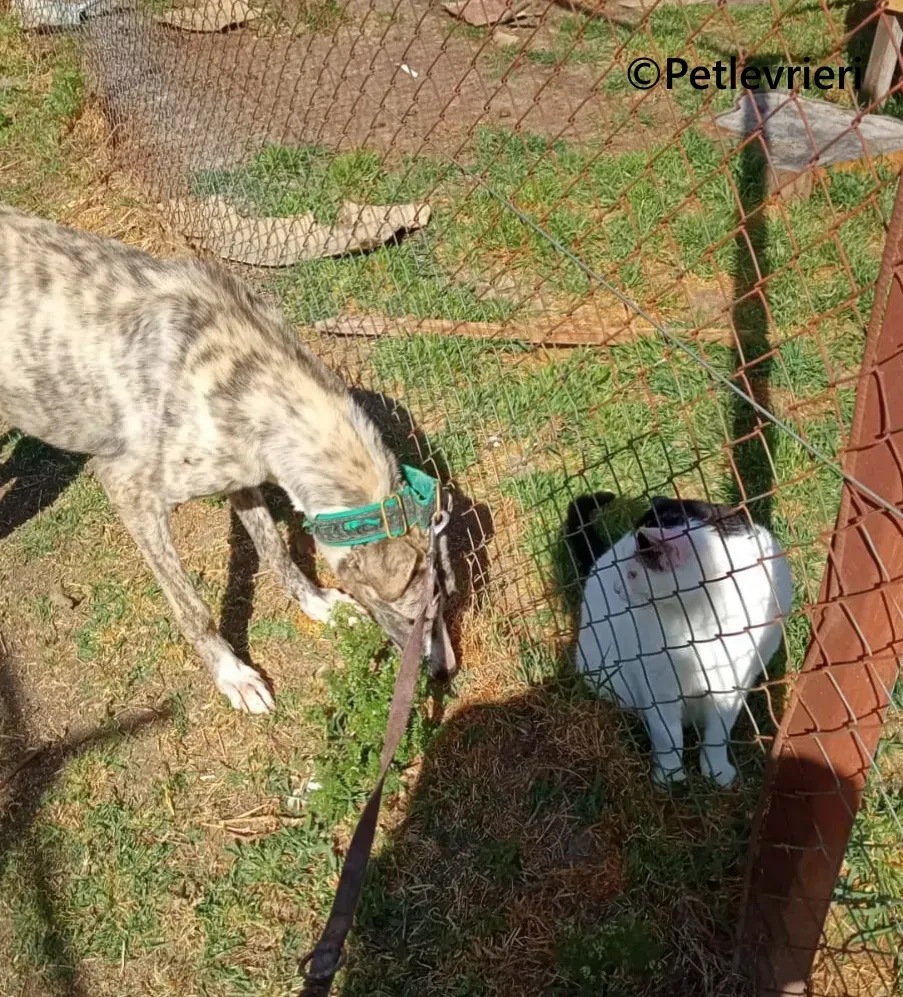 Macarena galgo adozione pet levrieri onlus 16