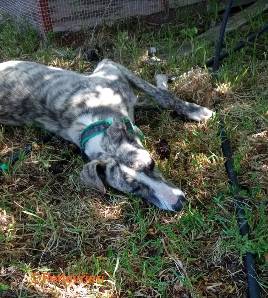 Macarena galgo adozione pet levrieri onlus 17