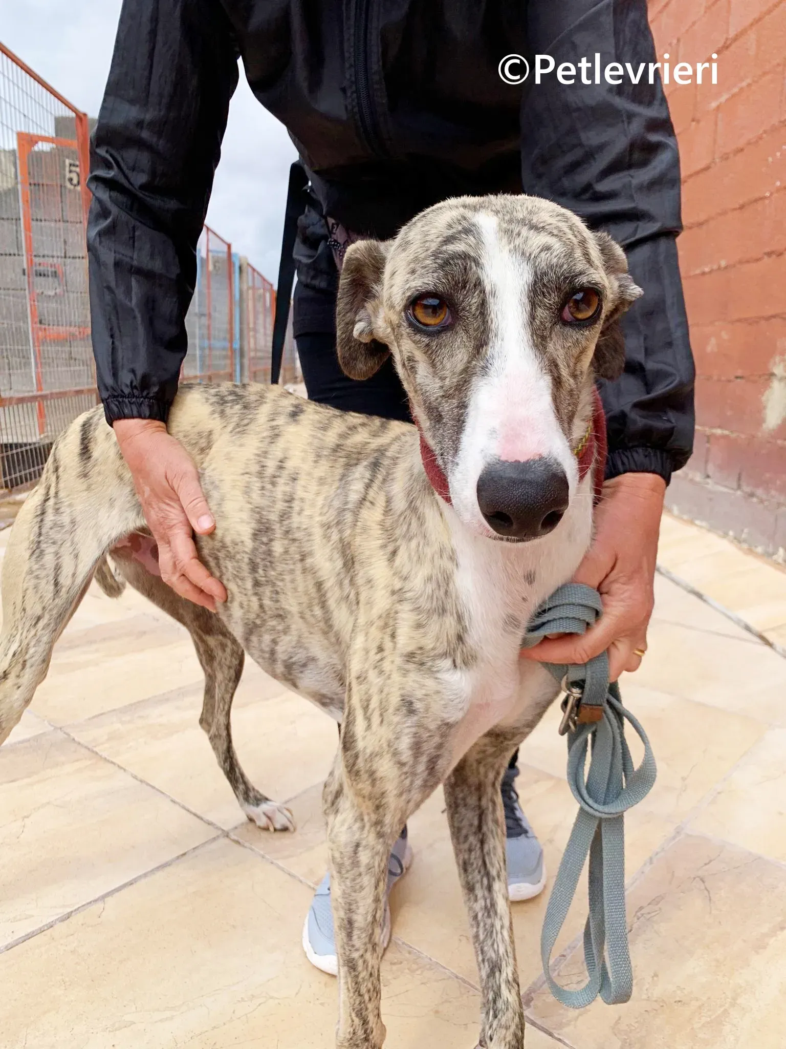 Macarena galgo adozione pet levrieri onlus 18