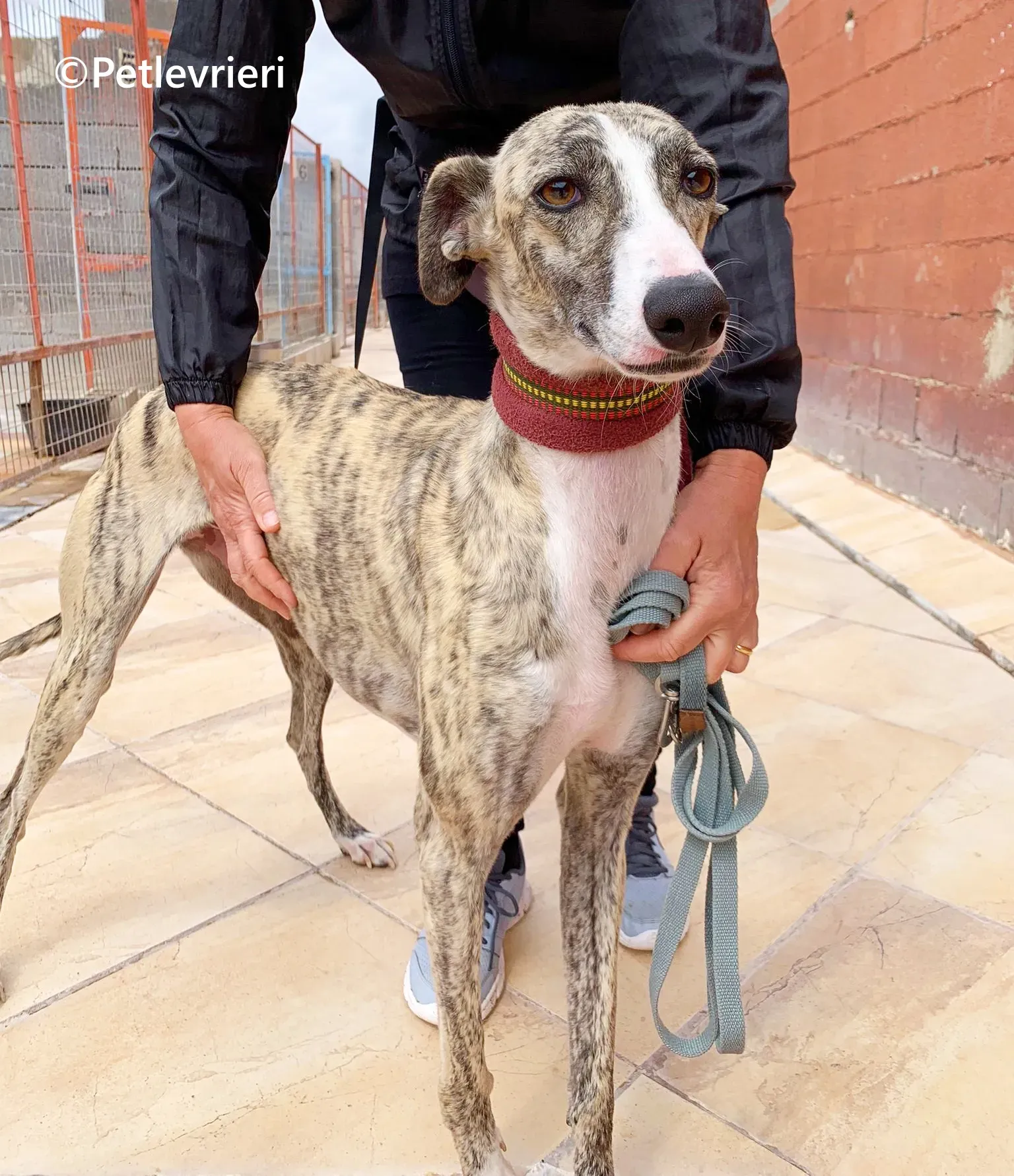 Macarena galgo adozione pet levrieri onlus 19