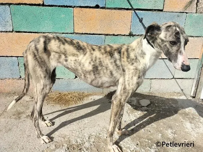 Macarena galgo adozione pet levrieri onlus 2