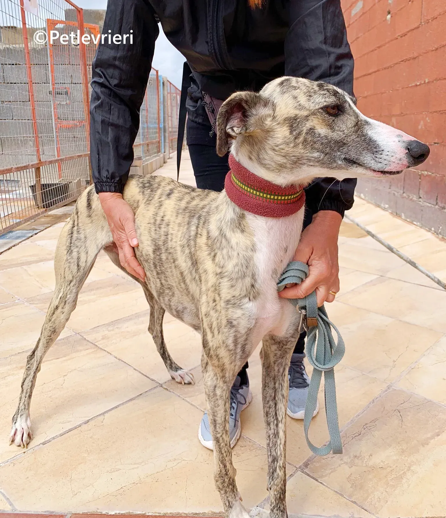 Macarena galgo adozione pet levrieri onlus 20