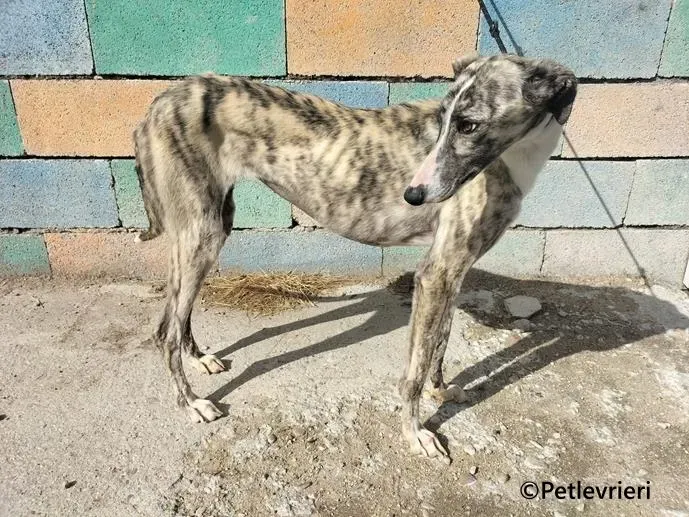 Macarena galgo adozione pet levrieri onlus 3