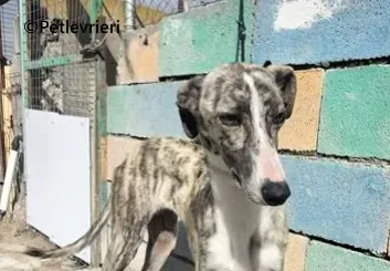 Macarena galgo adozione pet levrieri onlus 6