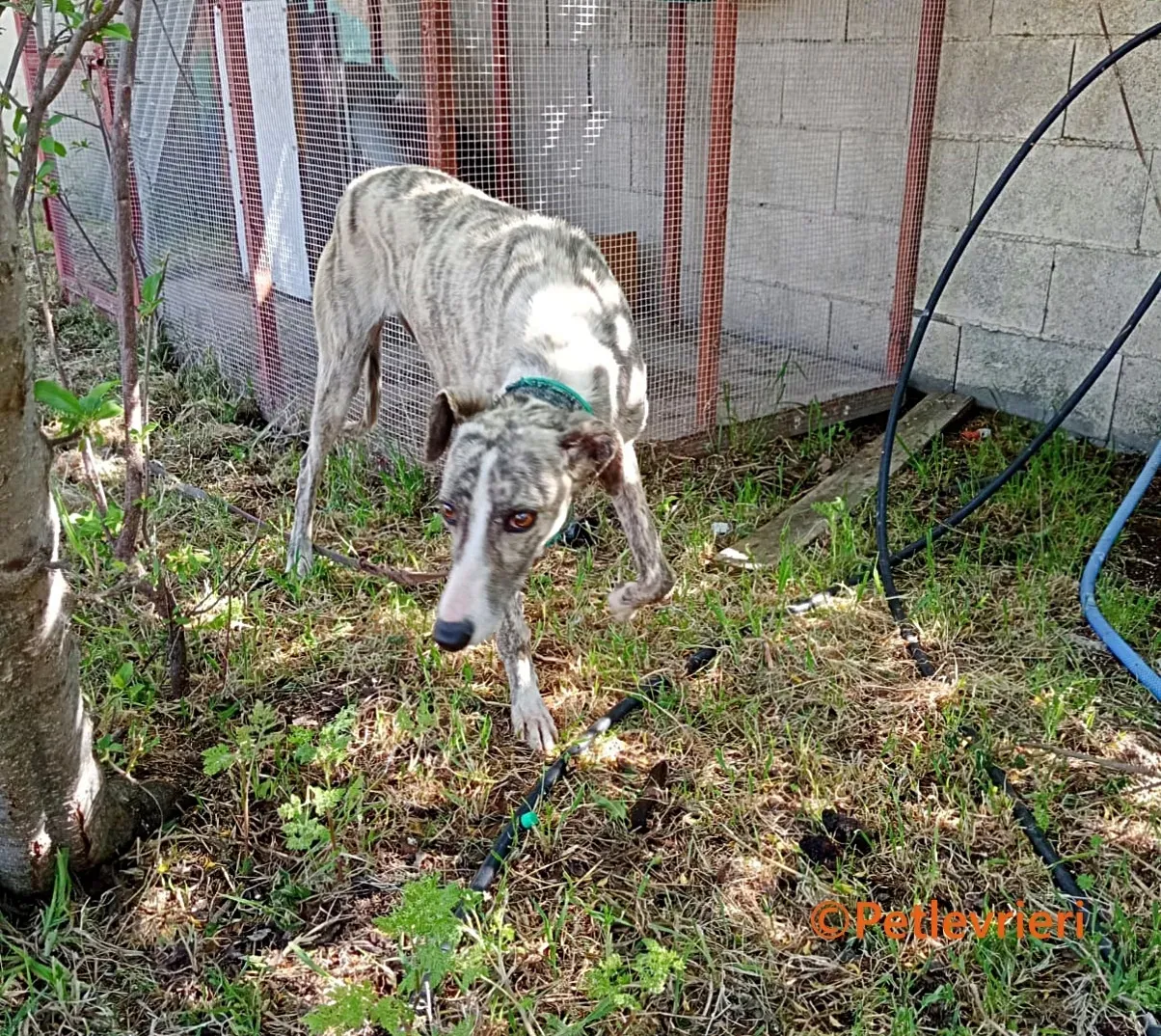 Macarena galgo adozione pet levrieri onlus 7