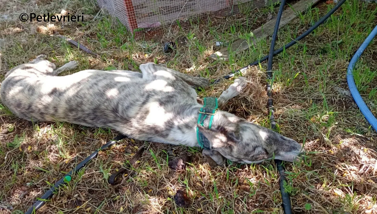 Macarena galgo adozione pet levrieri onlus 8