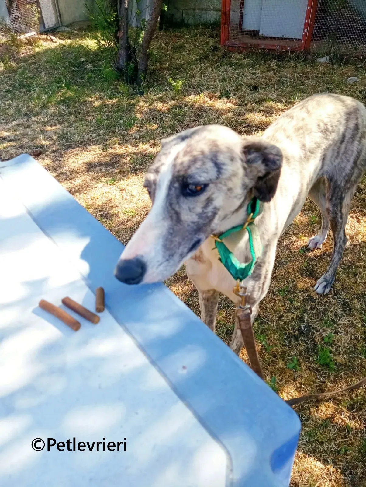 Macarena galgo adozione pet levrieri onlus 9