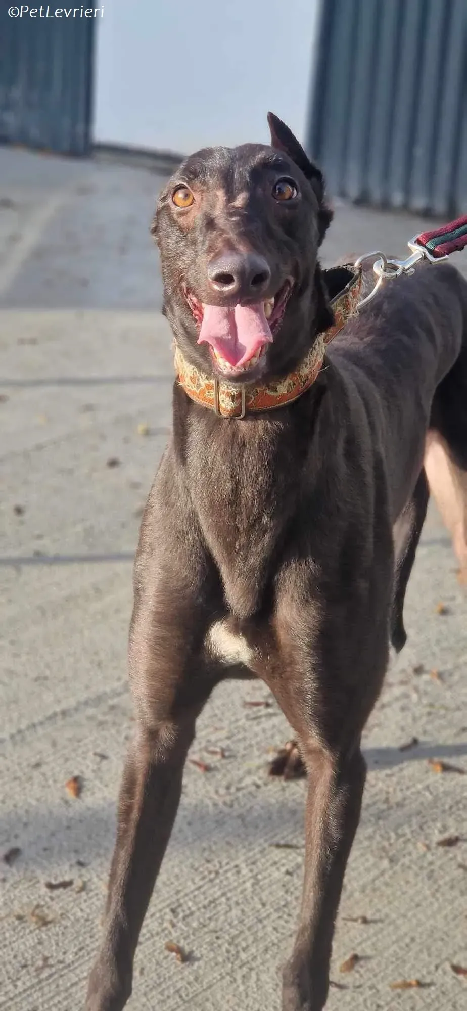 Maccassin adozione levrieri greyhound 1