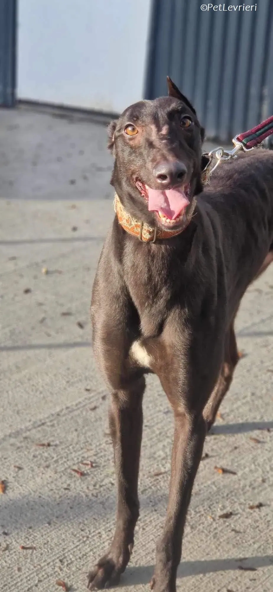 Maccassin adozione levrieri greyhound 2