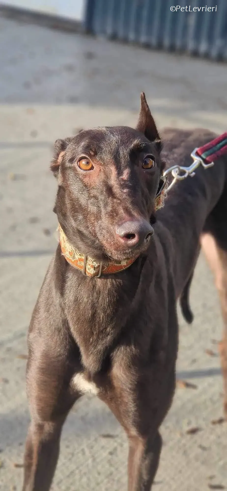 Maccassin adozione levrieri greyhound 3