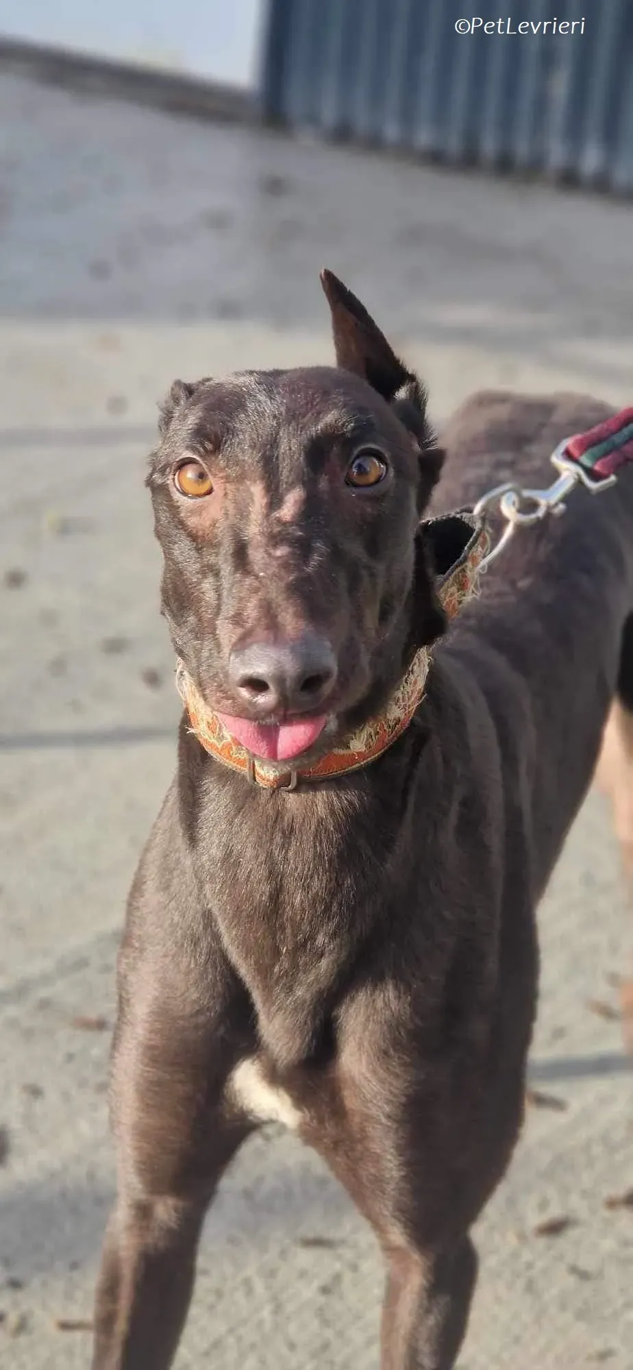 Maccassin adozione levrieri greyhound 4