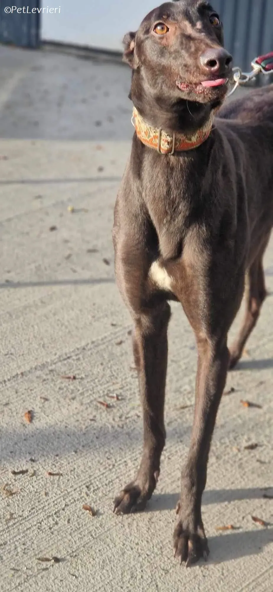 Maccassin adozione levrieri greyhound 5