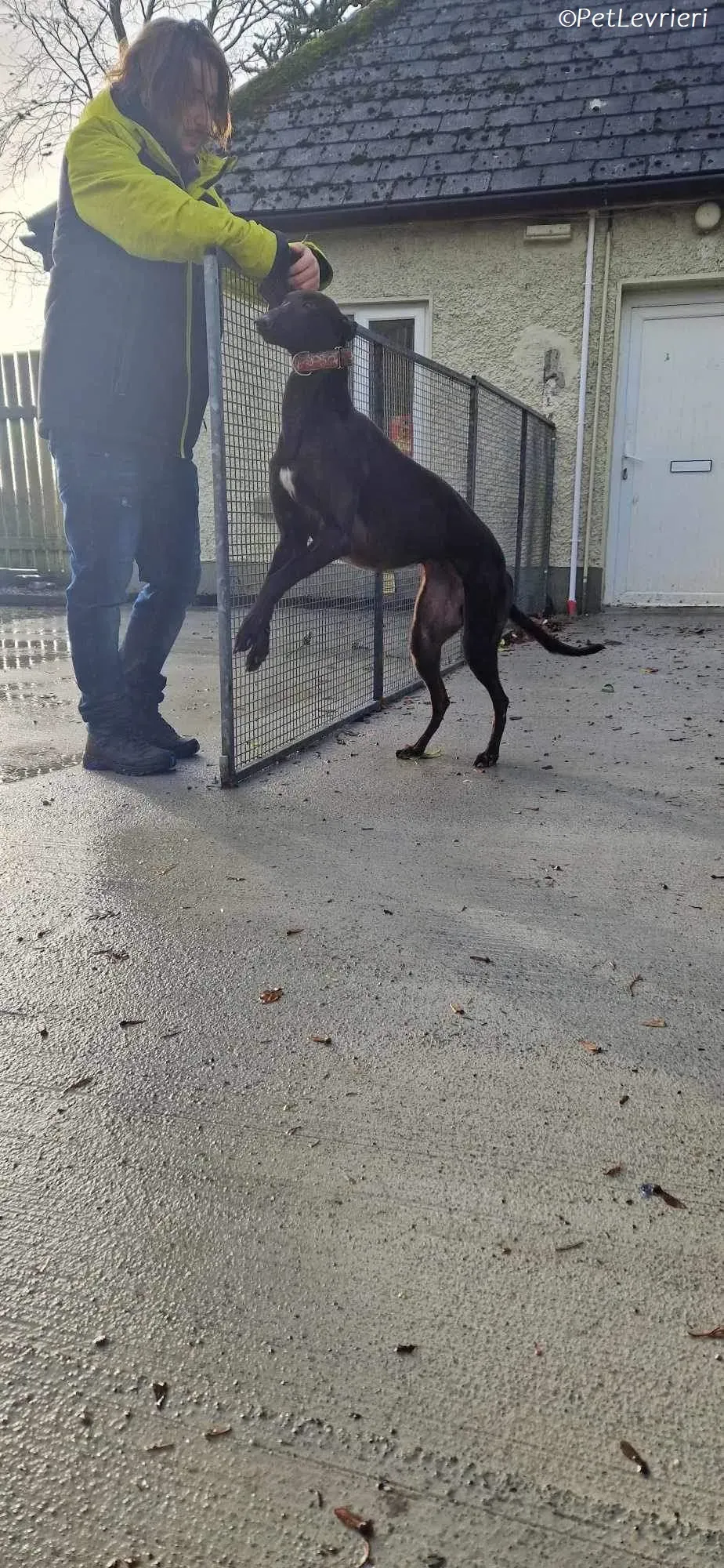 Maccassin adozione levrieri greyhound 6