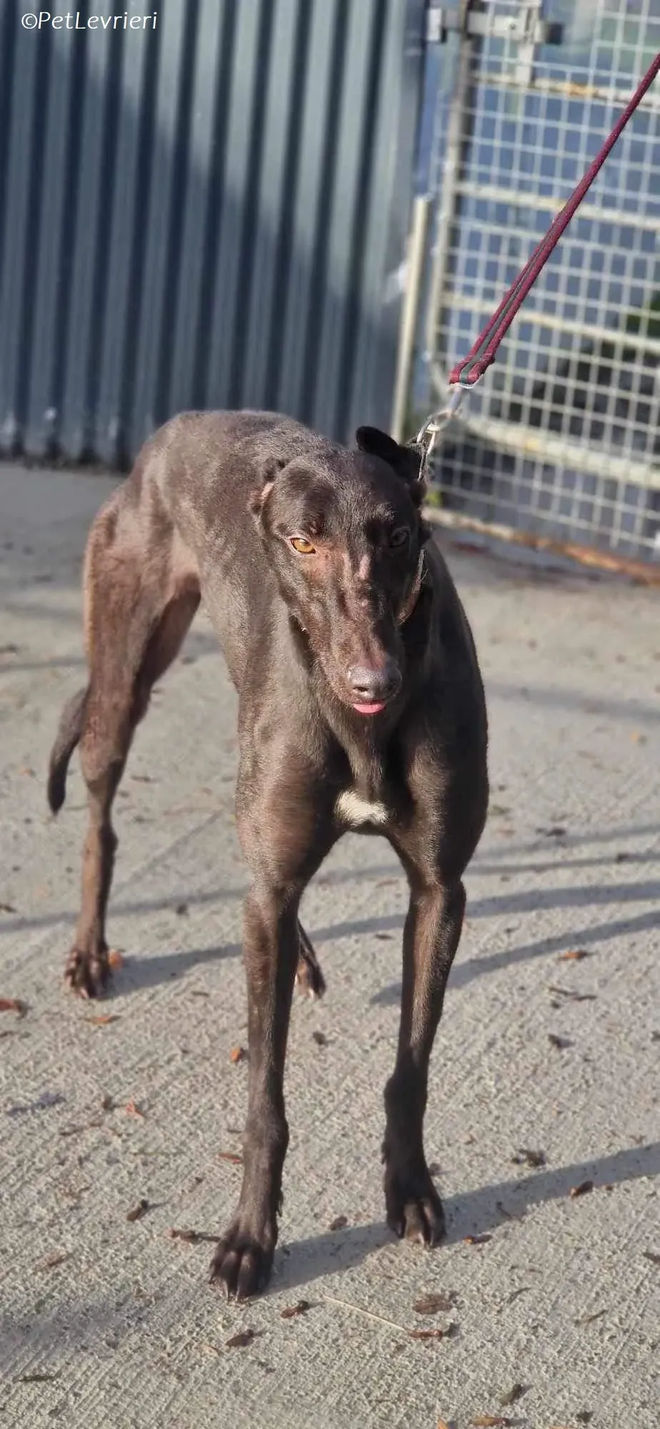 Maccassin adozione levrieri greyhound 7