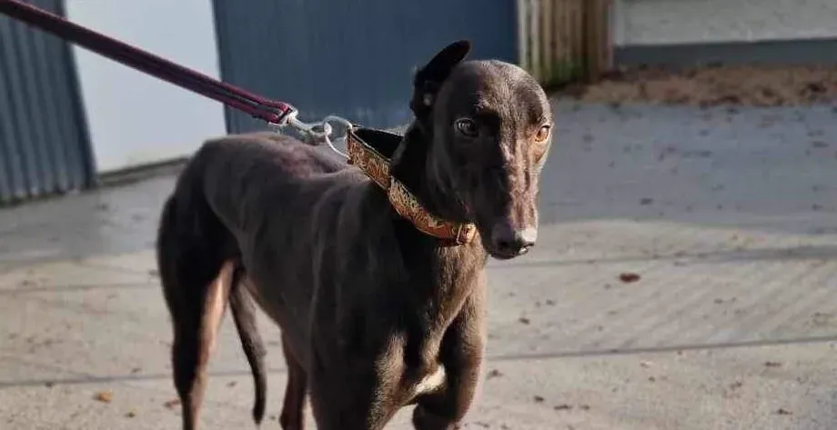 Maccassin adozione levrieri greyhound 8 e1702744046893