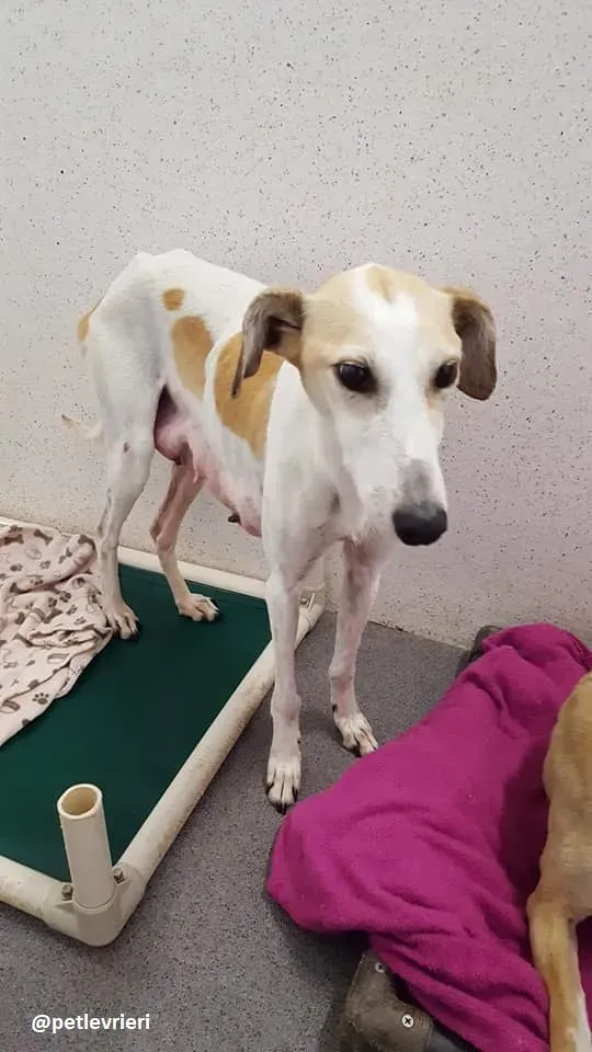 Macey adozione lurcher cuccioli 4