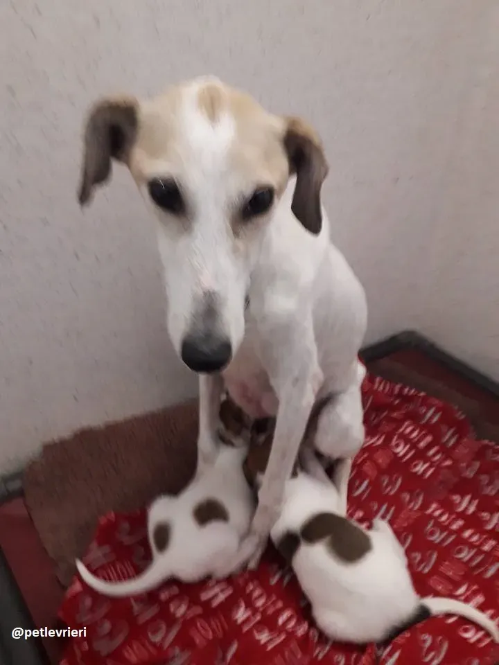 Macey adozione lurcher cuccioli 7