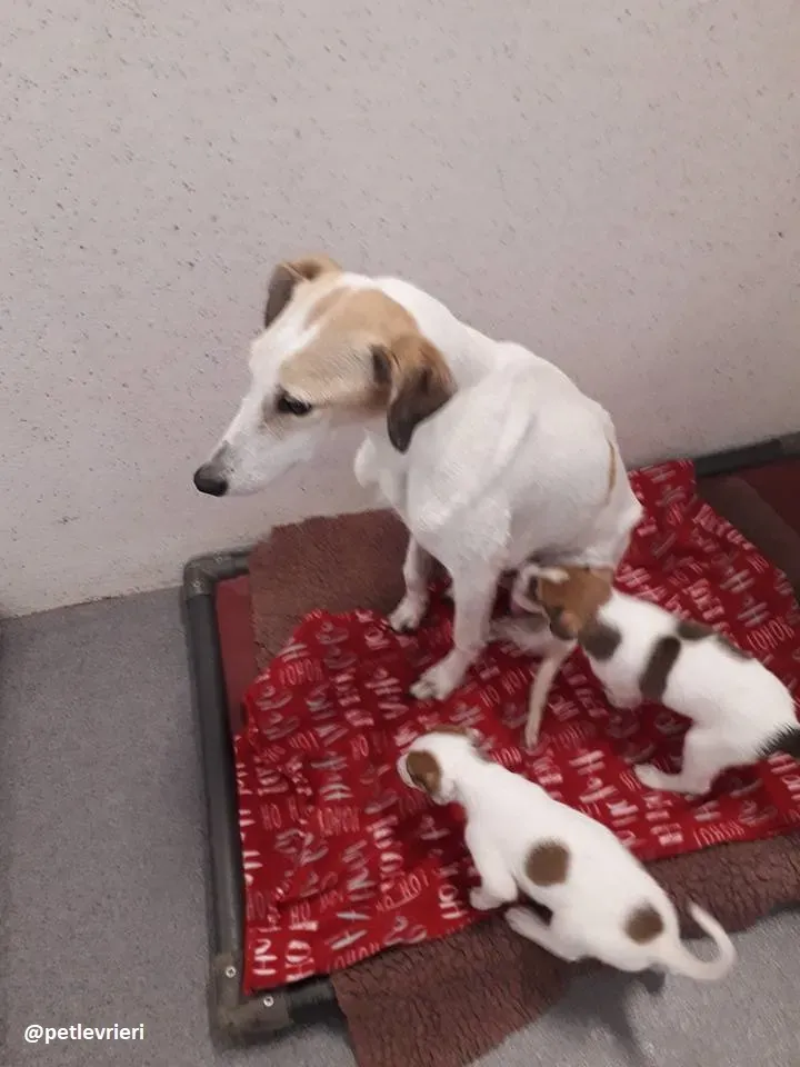 Macey adozione lurcher cuccioli 8