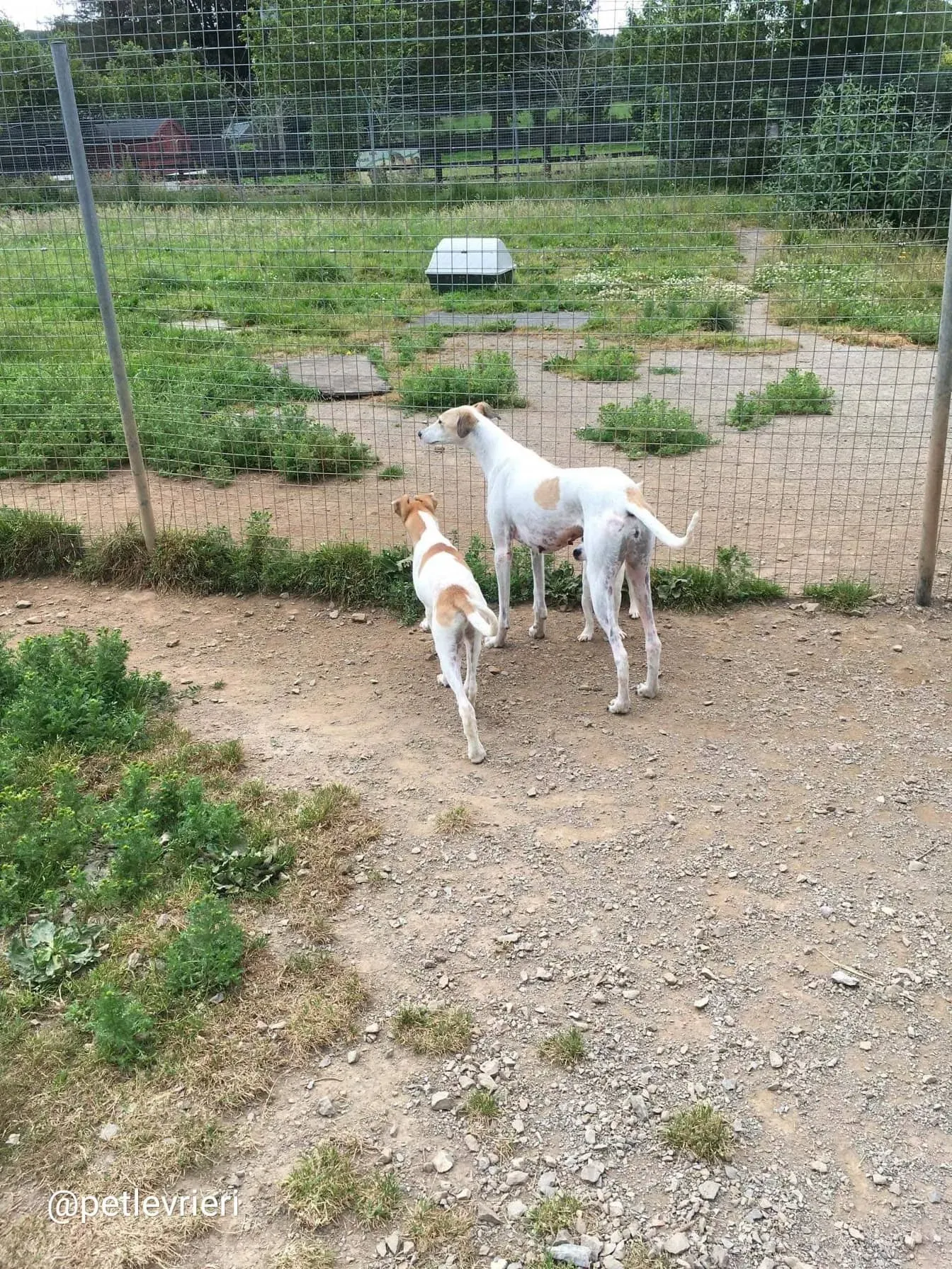 Macey e Simon lurcher adozione 1 1