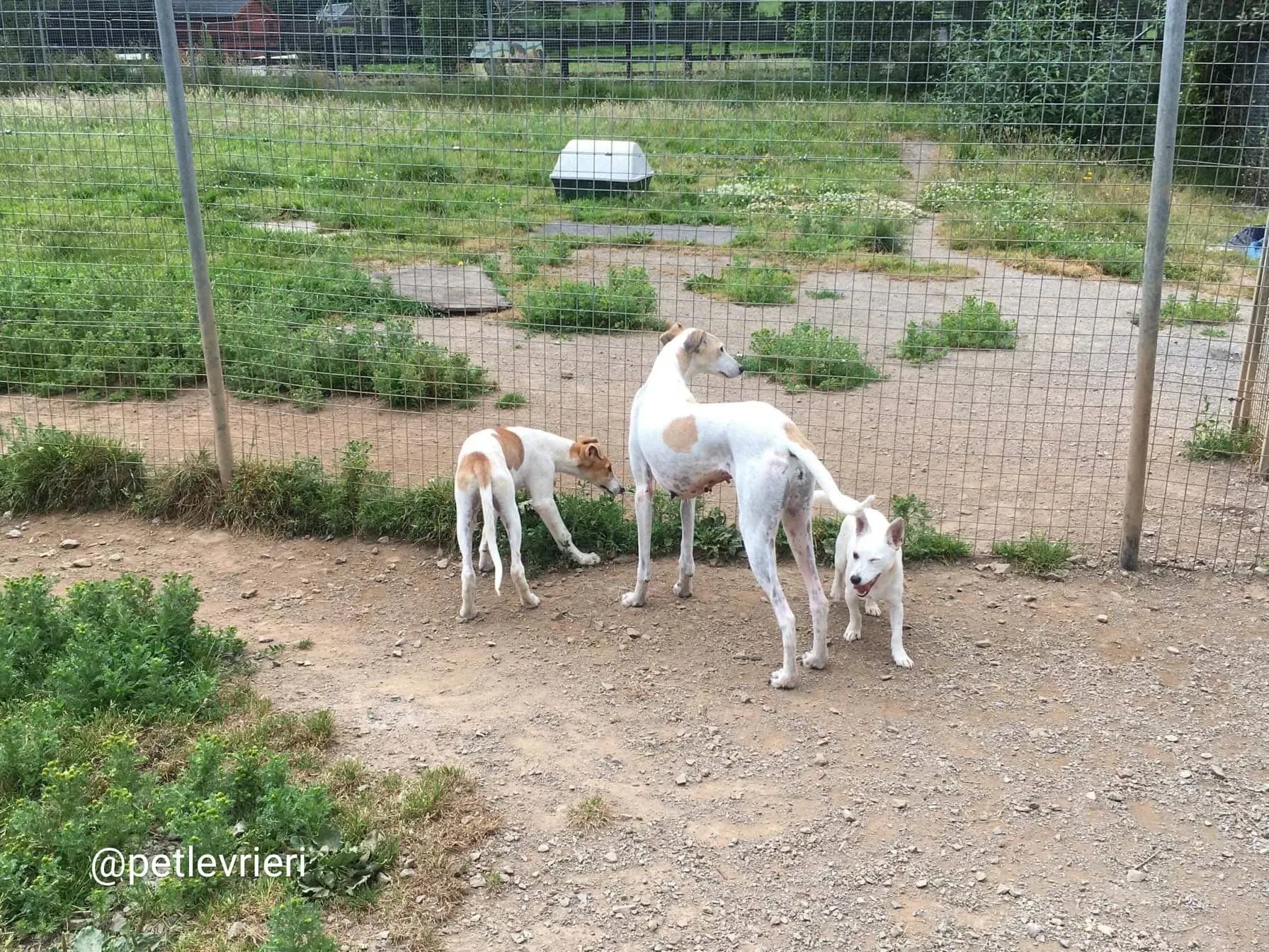 Macey e Simon lurcher adozione 2