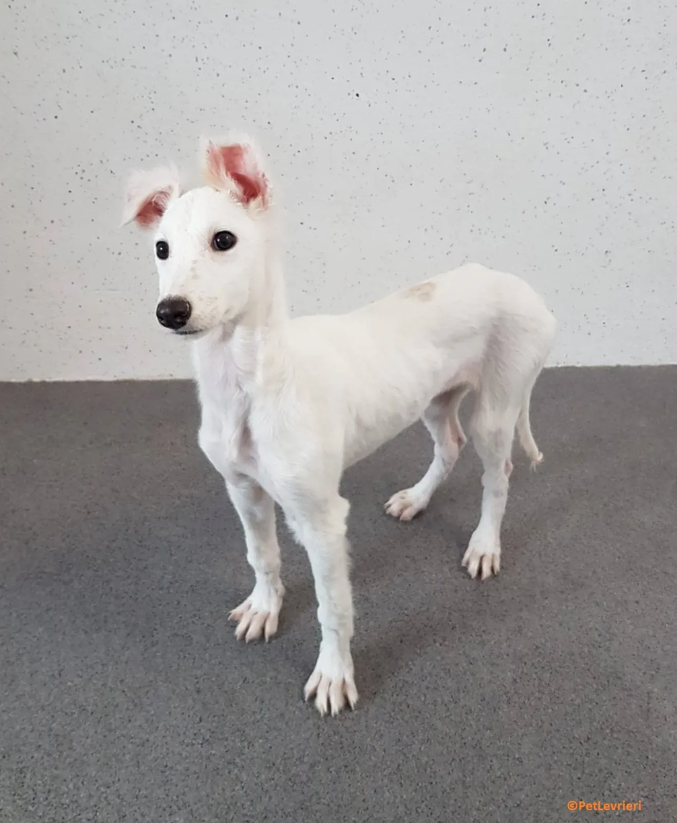 Maddie adozione levrieri lurcher 1