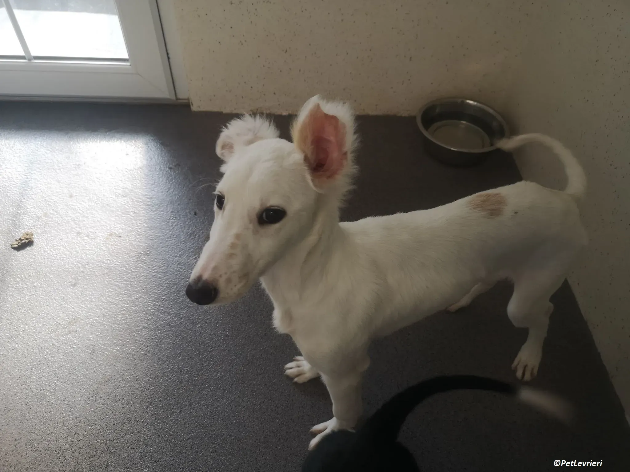 Maddie adozione levrieri lurcher 10