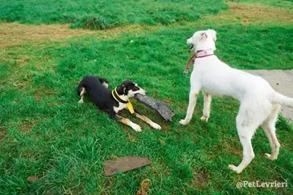 Maddie adozione levrieri lurcher 11