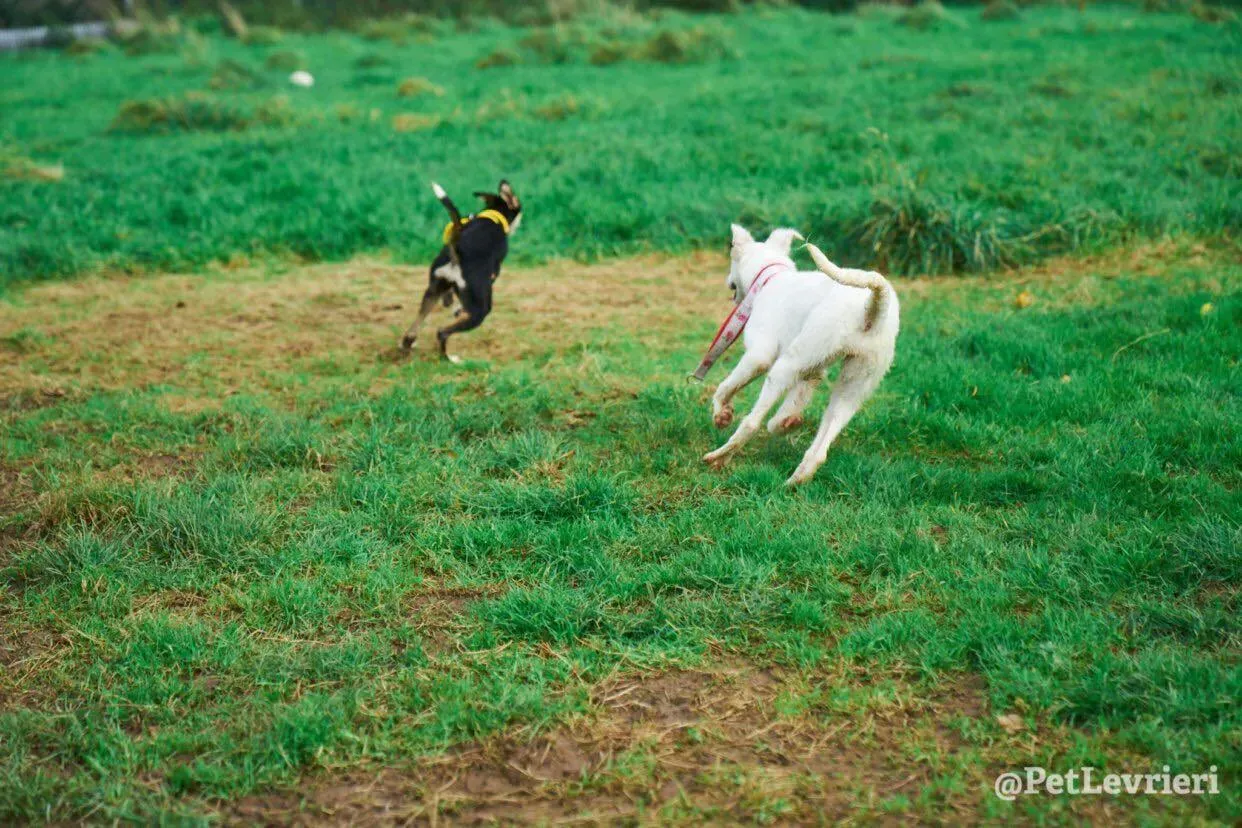 Maddie adozione levrieri lurcher 13