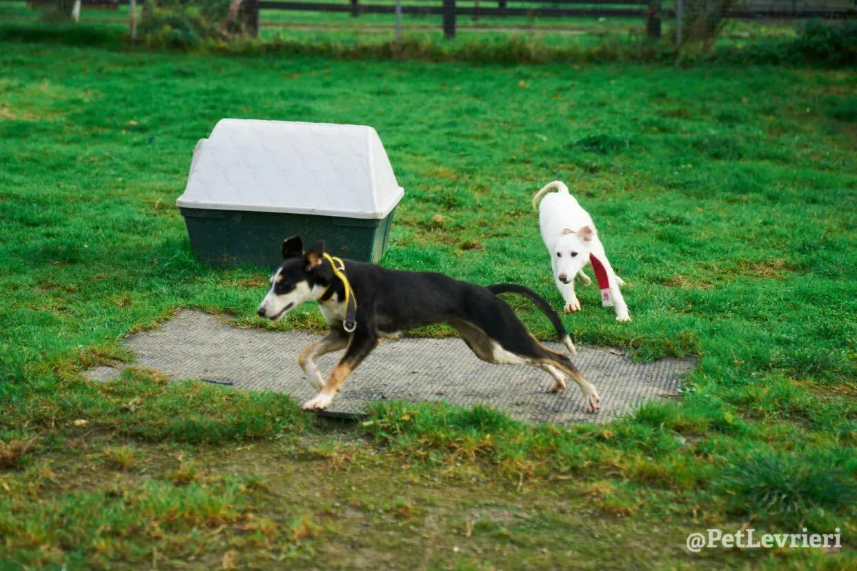 Maddie adozione levrieri lurcher 14