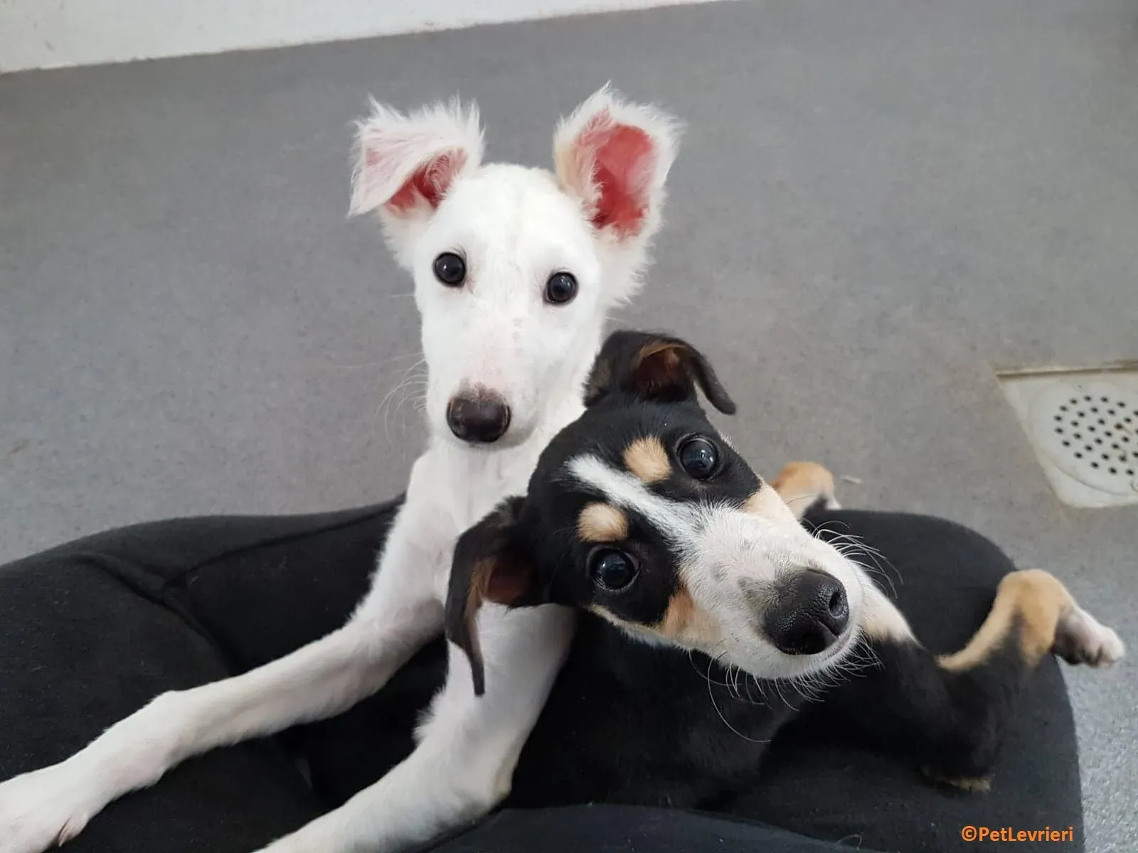 Maddie adozione levrieri lurcher 2