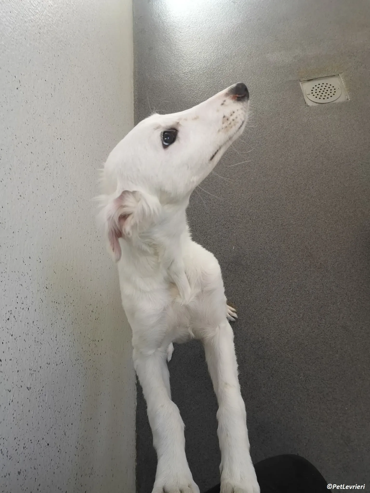 Maddie adozione levrieri lurcher 3