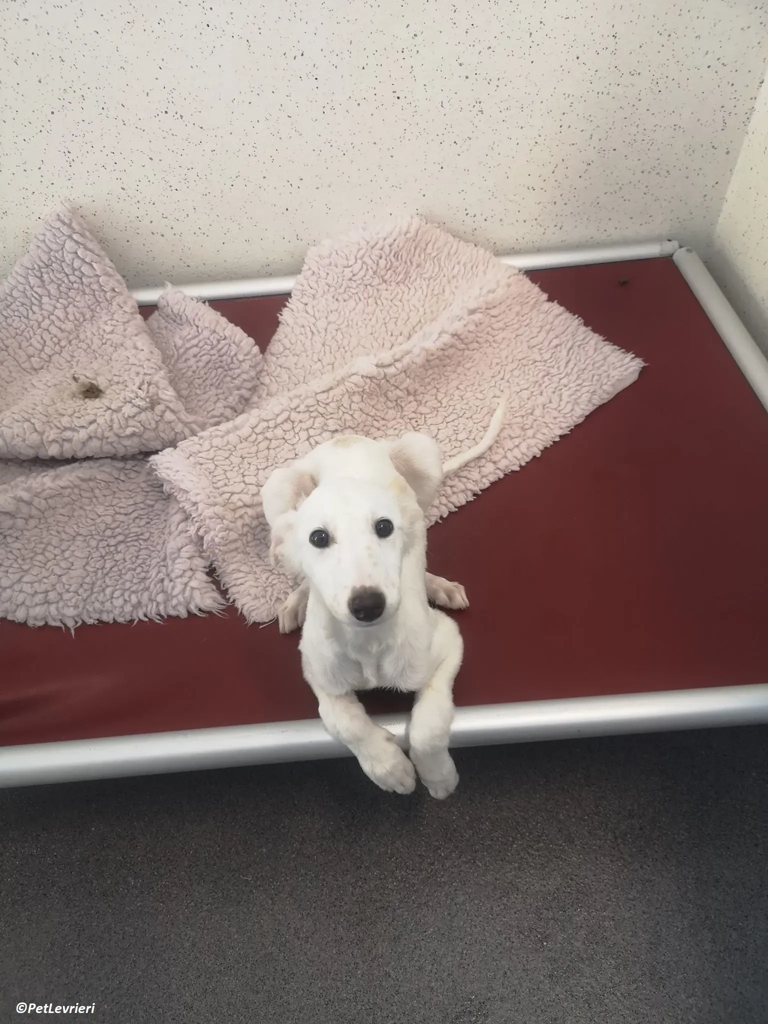 Maddie adozione levrieri lurcher 5