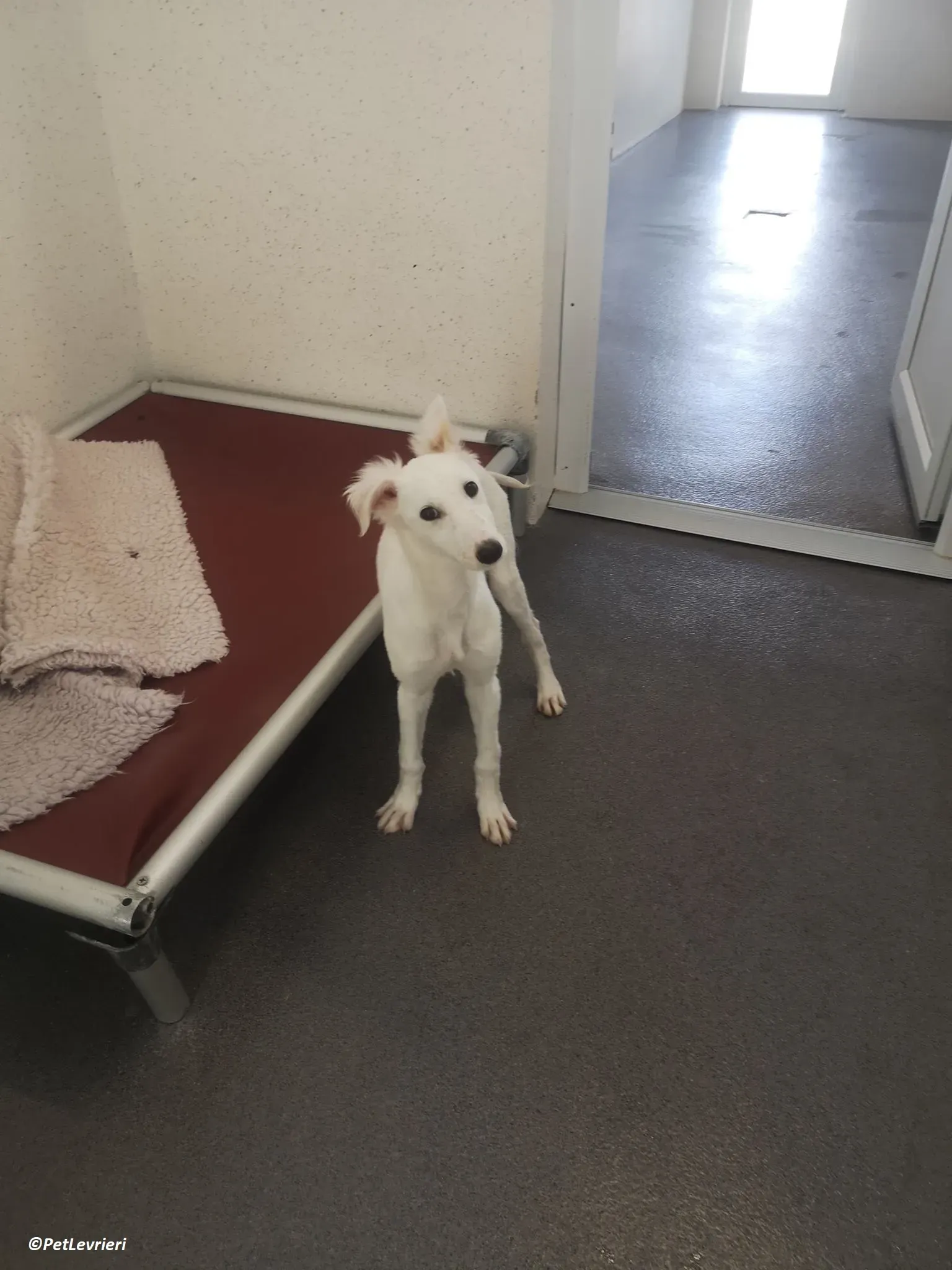 Maddie adozione levrieri lurcher 6