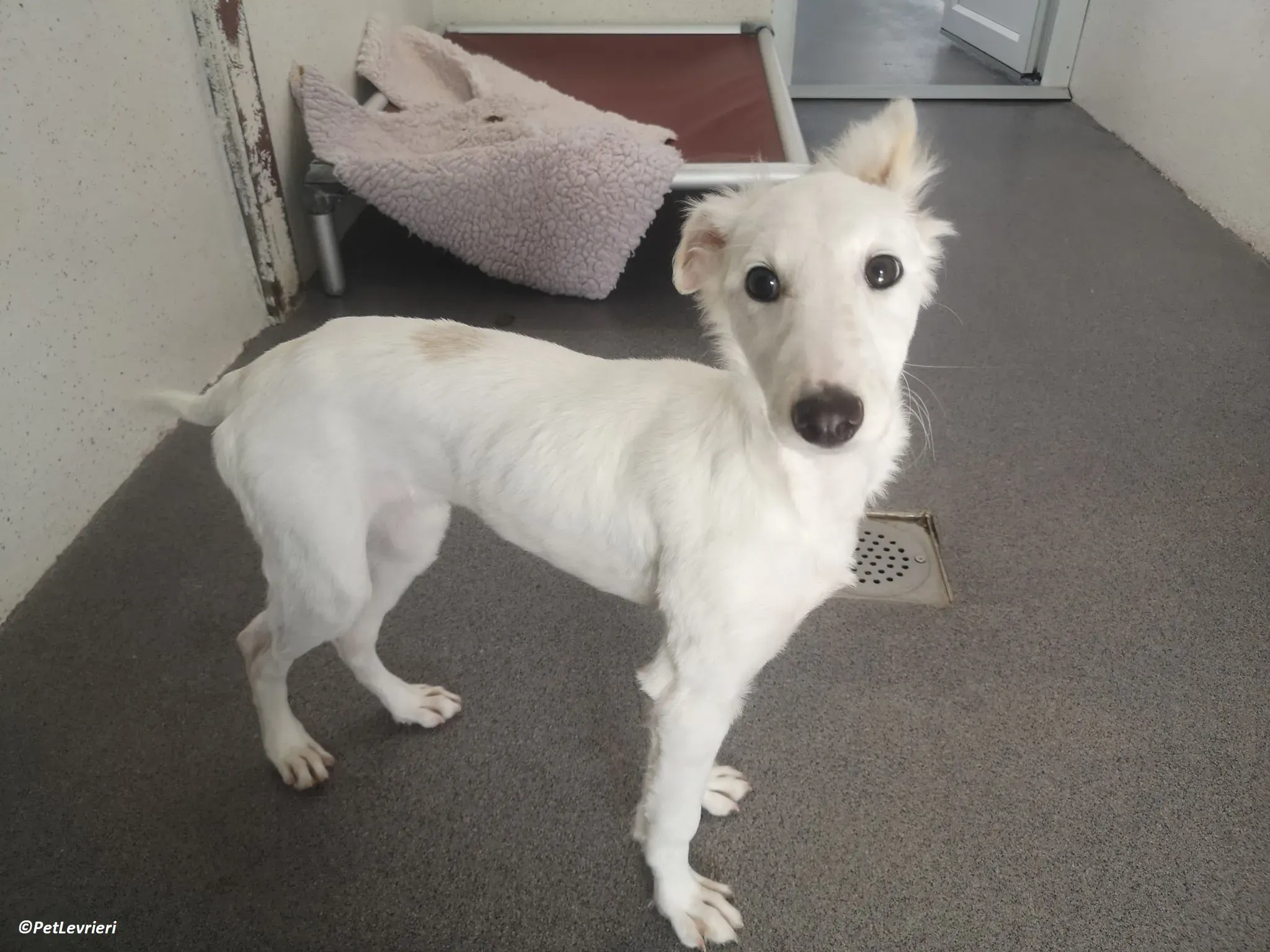 Maddie adozione levrieri lurcher 7