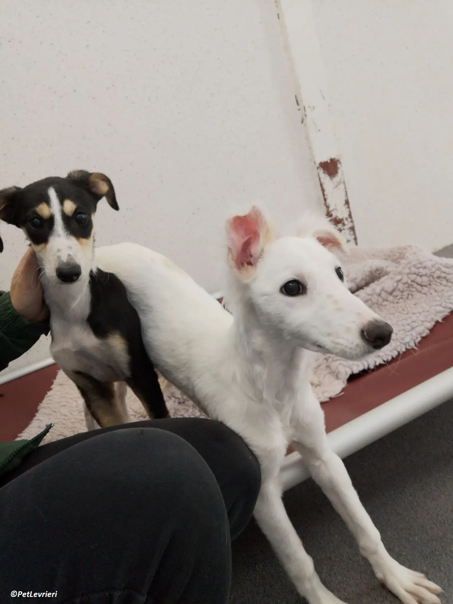 Maddie adozione levrieri lurcher 8