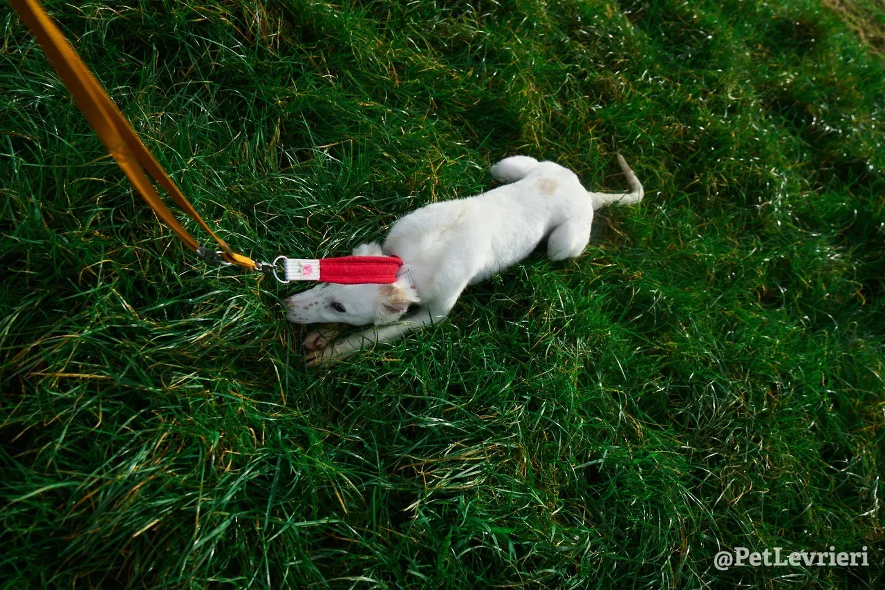 Maddie pet levrieri greyhound1