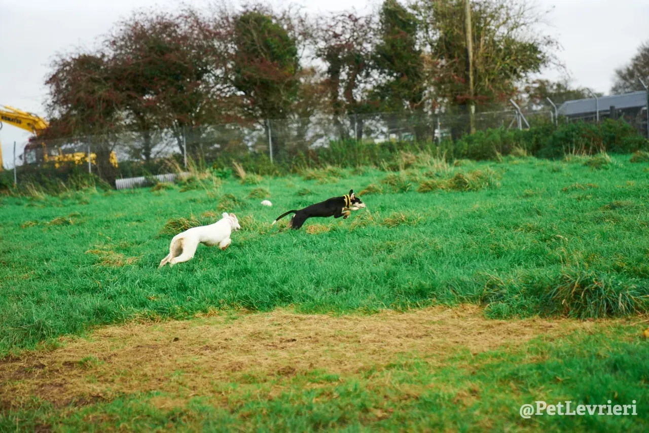 Maddie pet levrieri greyhound13