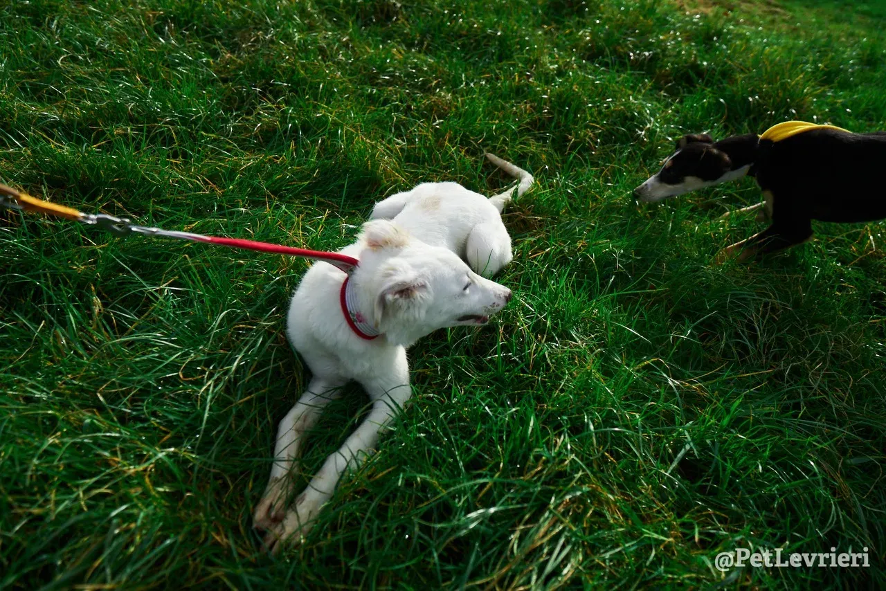 Maddie pet levrieri greyhound2