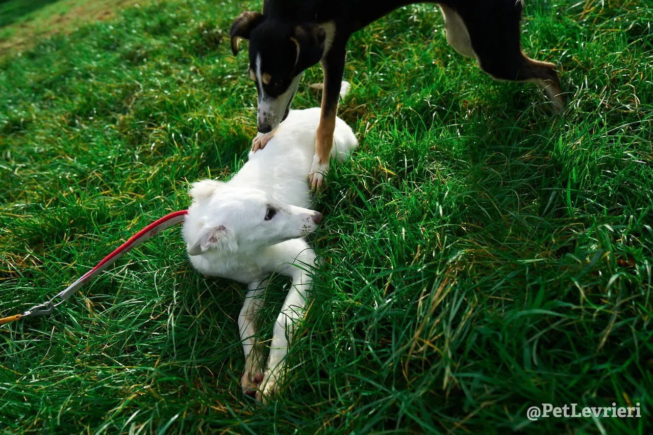 Maddie pet levrieri greyhound3