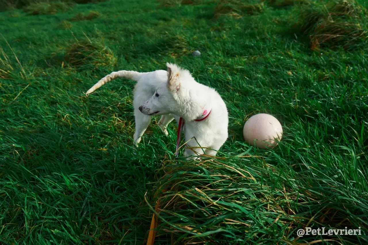 Maddie pet levrieri greyhound4