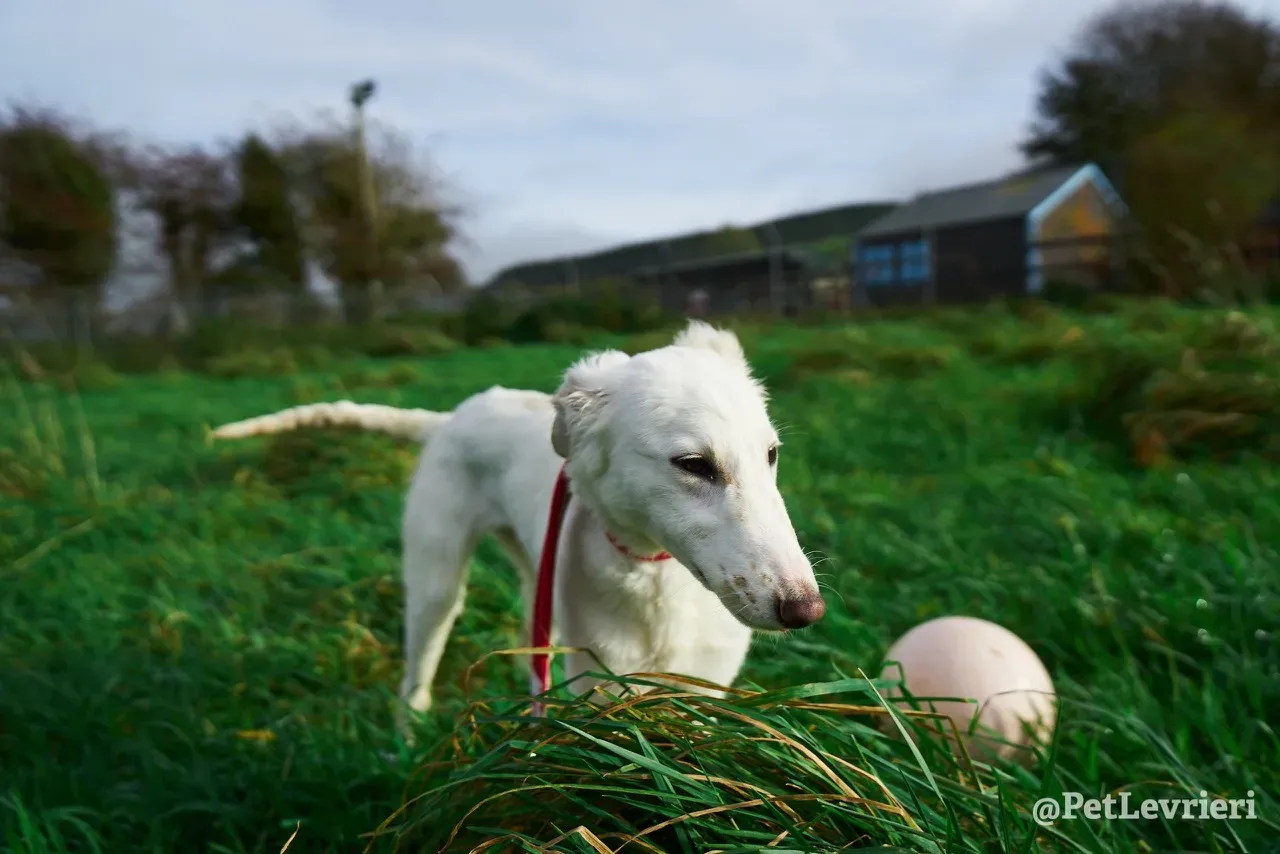 Maddie pet levrieri greyhound5