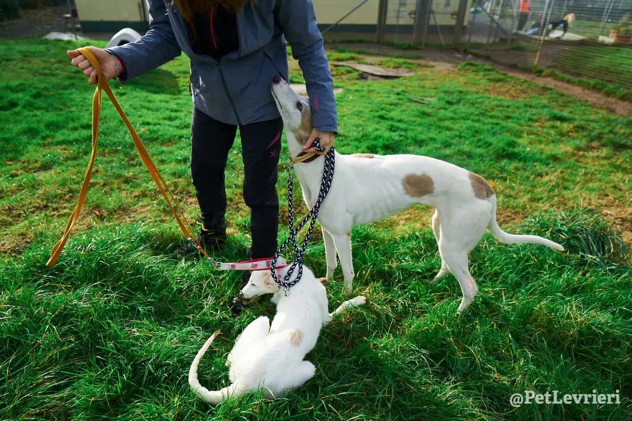 Maddie pet levrieri greyhound6