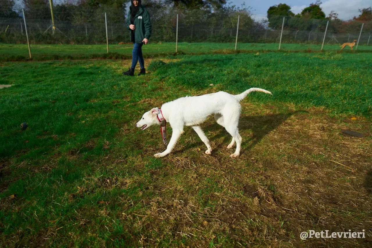 Maddie pet levrieri greyhound7
