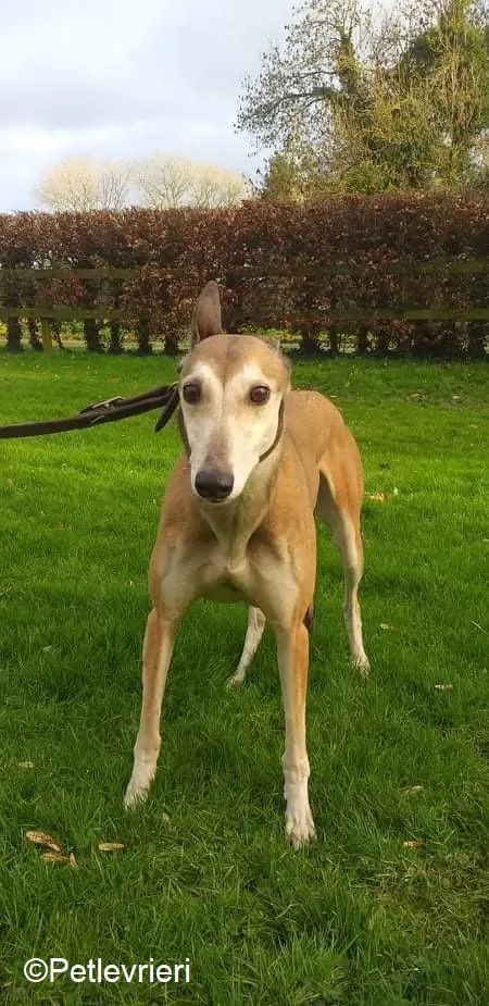 Madge adozione levrieri greyhound 1