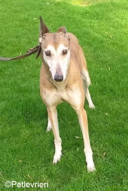 Madge adozione levrieri greyhound 2