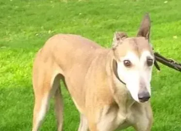 Madge adozione levrieri greyhound 3 e1610818432415