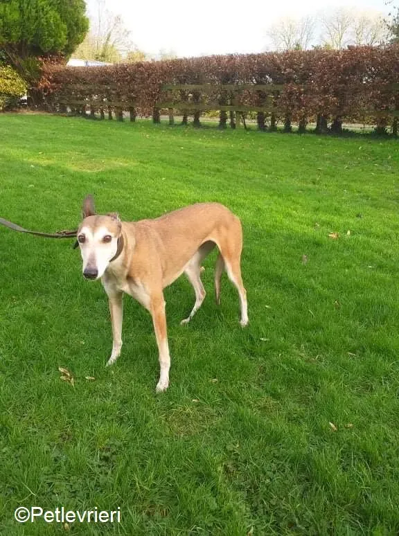 Madge adozione levrieri greyhound 4