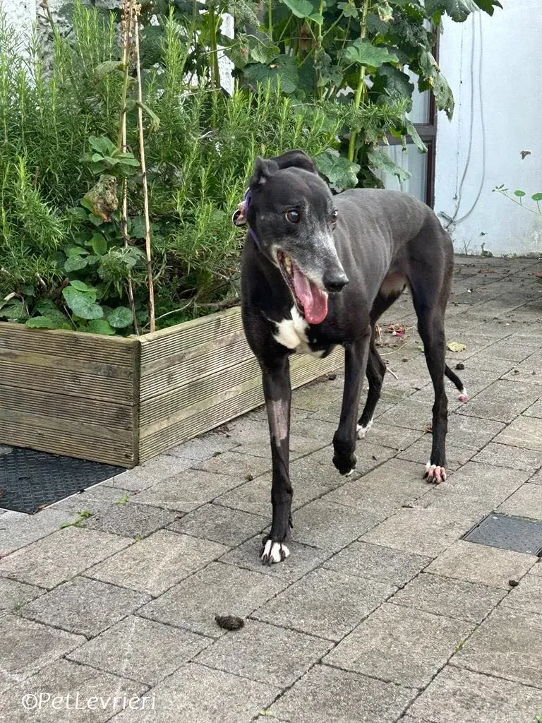 Maeve adozione levrieri greyhound 1
