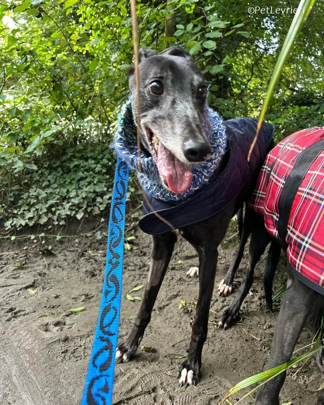 Maeve adozione levrieri greyhound 10