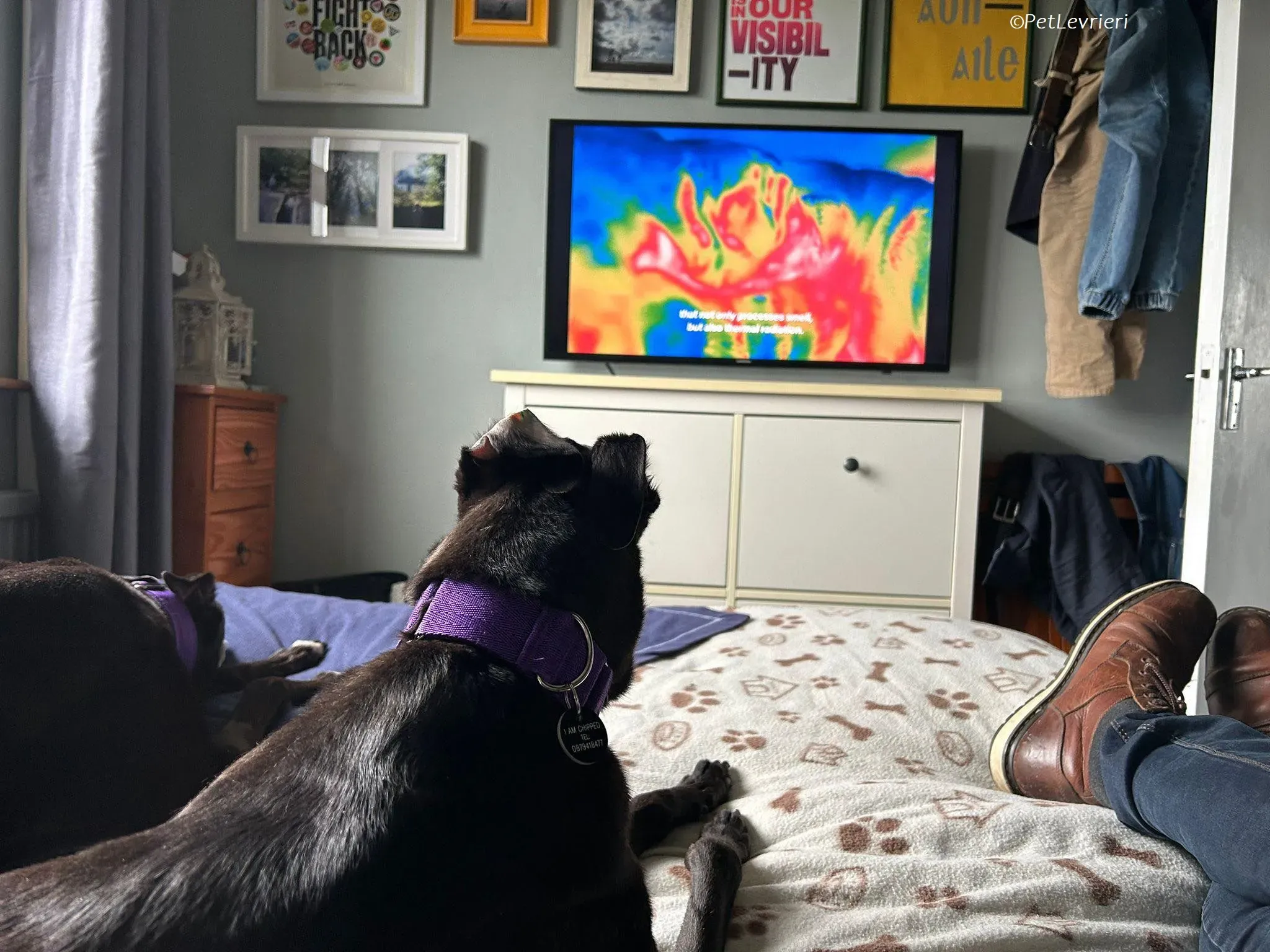 Maeve adozione levrieri greyhound 11